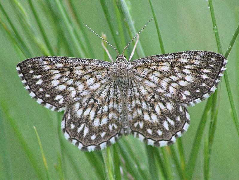 Scopula tessellaria conferma.